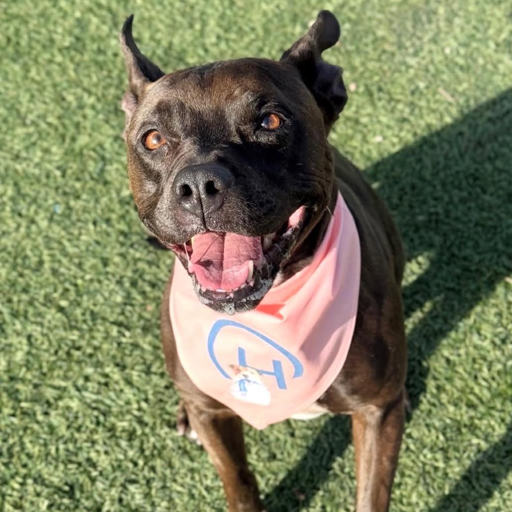Licki (Licorice), a Adoptable Pit Bull Terrier in Henderson, NV image 6/6