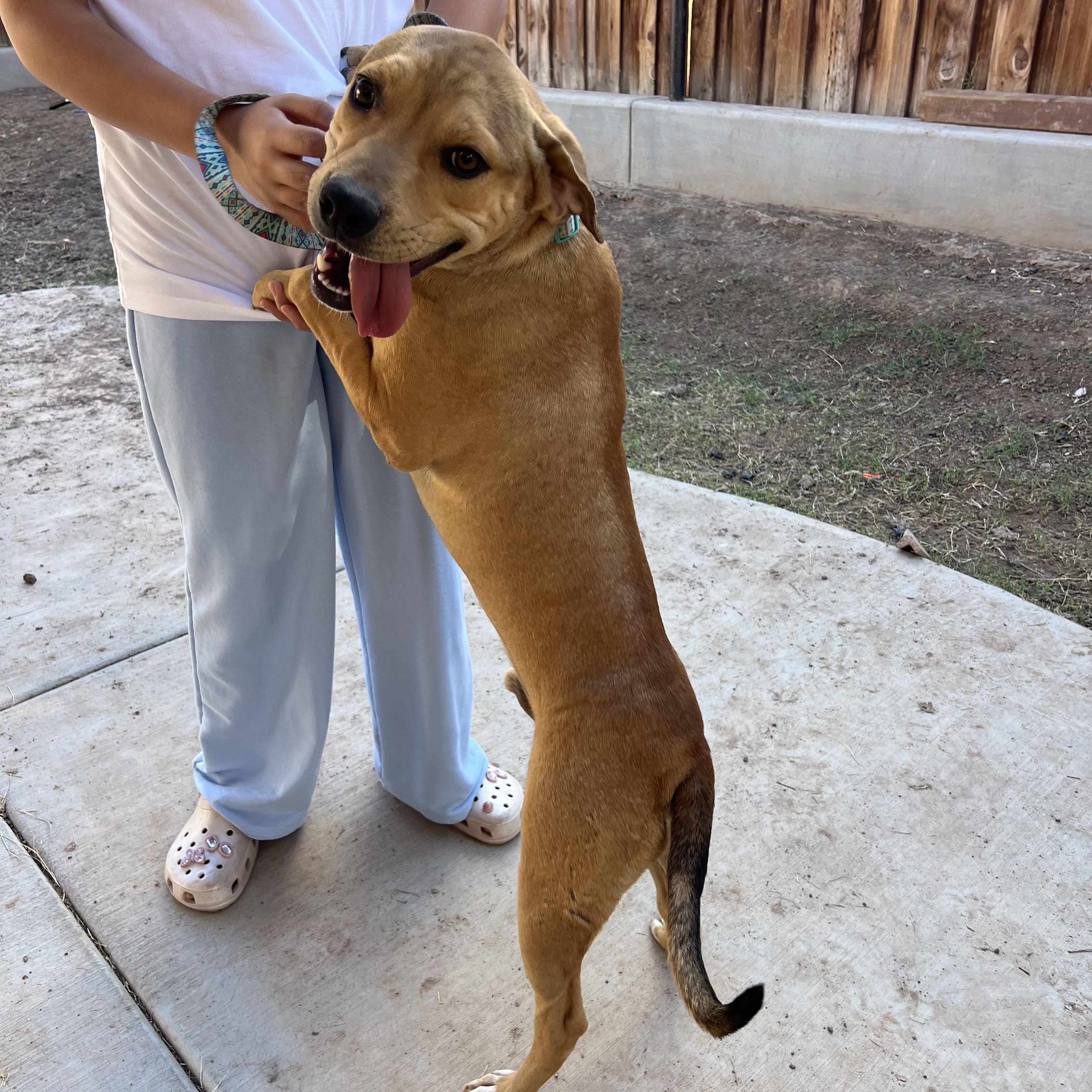 Enlarge Harris, a ADOPTABLE mixed breed in San Diego, CA image 3/4