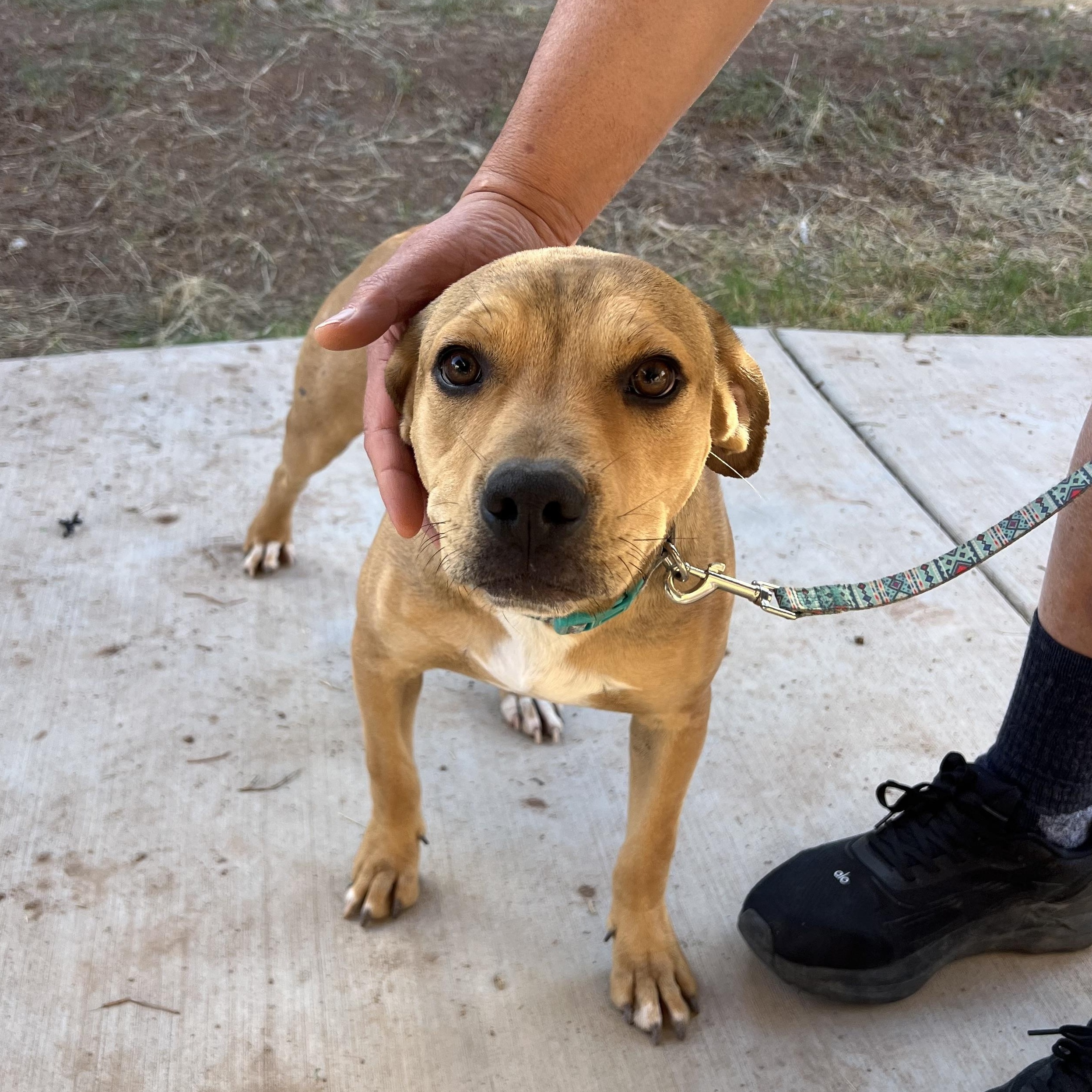 Harris, ADOPTABLE, Puppy Male Labrador Retriever & Boxer.