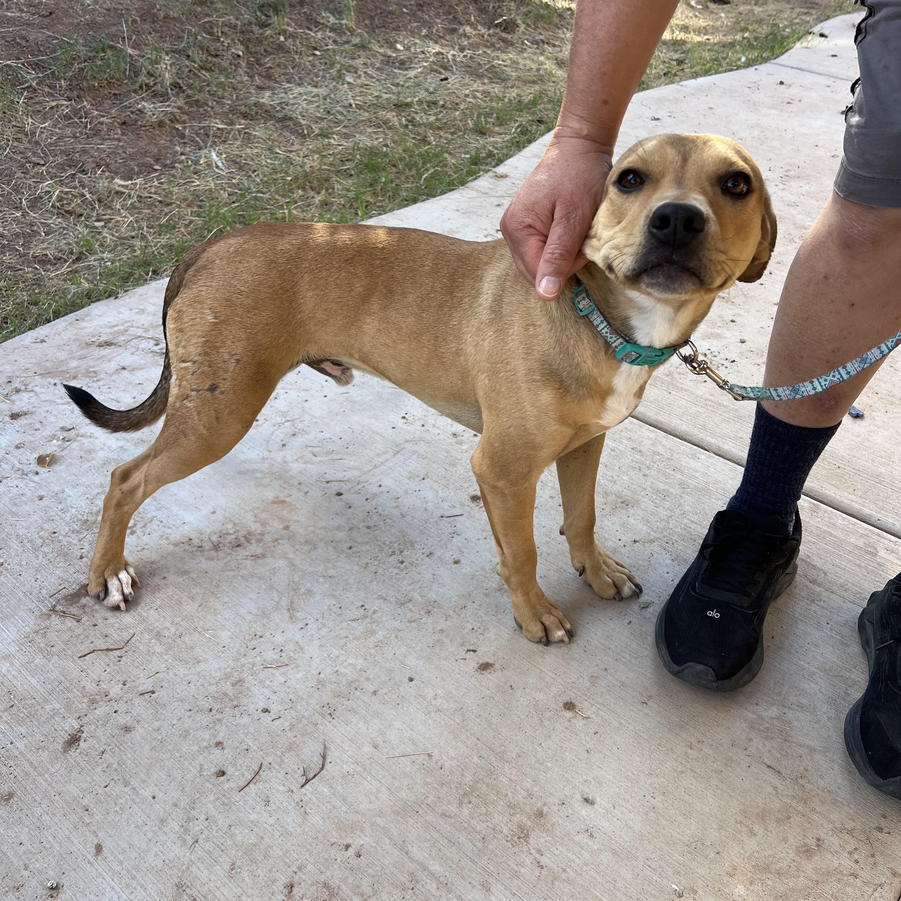 Enlarge Harris, a ADOPTABLE mixed breed in San Diego, CA image 2/4