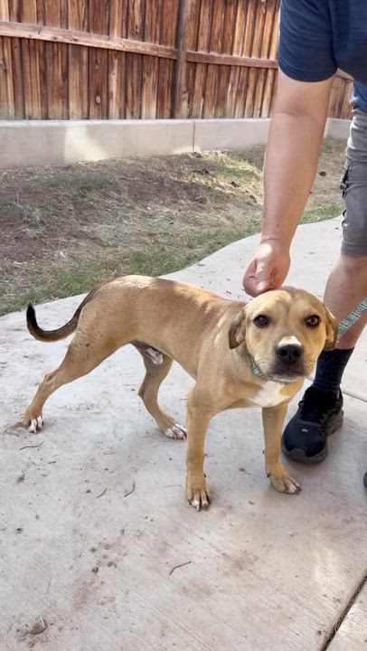 Enlarge Harris, a ADOPTABLE mixed breed in San Diego, CA video 4/4