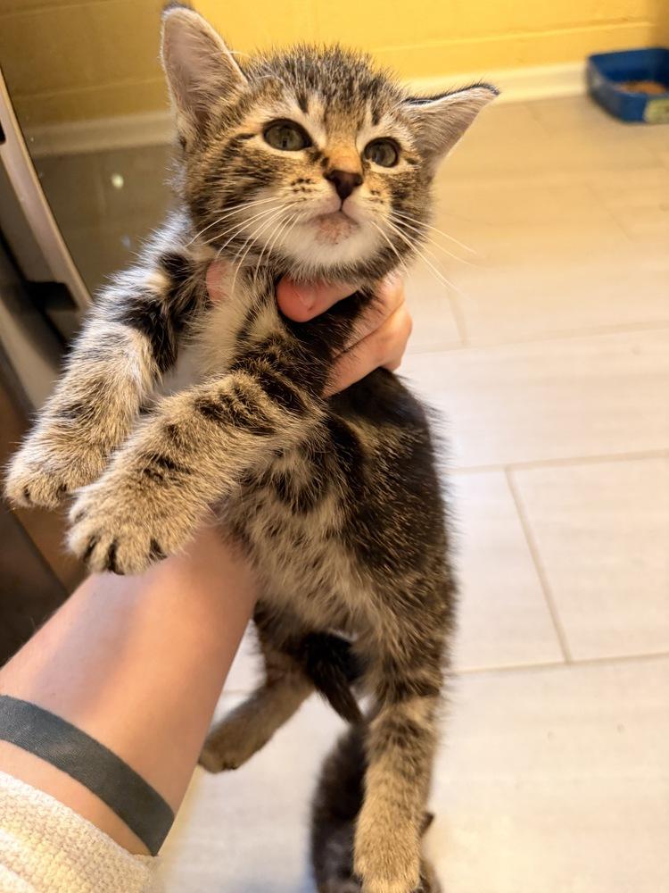 Enlarge Stanley, a Adoptable Domestic Short Hair in North Brunswick, NJ image 1/1