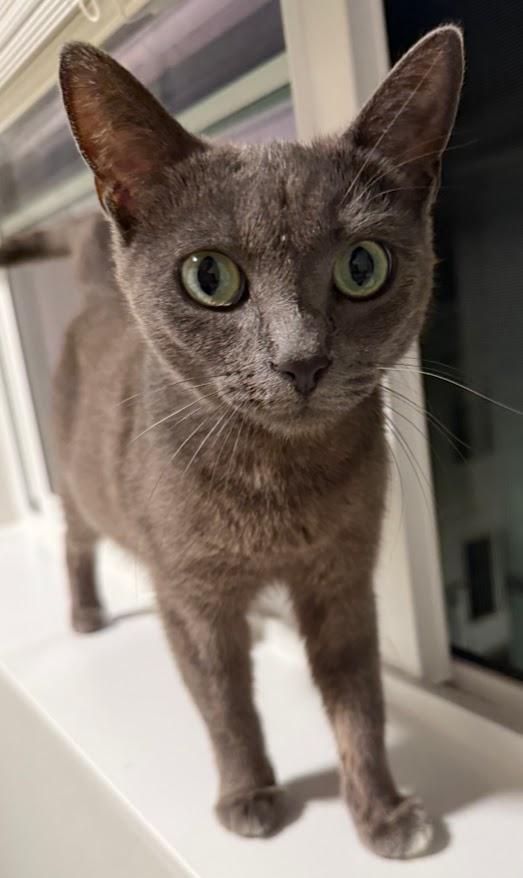Nala