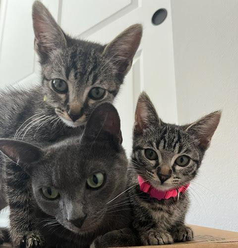 Nala