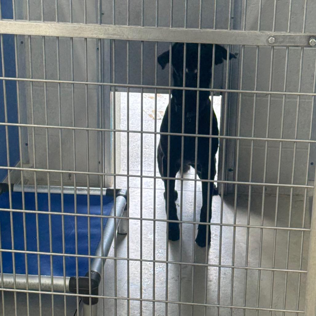 Lilly May, Adoptable, Young Female Labrador Retriever & German Shepherd Dog.