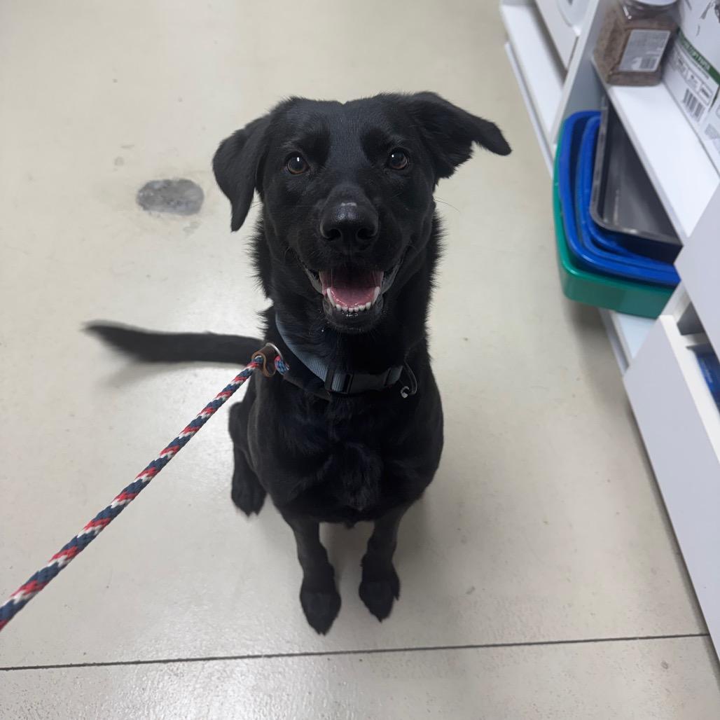 Enlarge Lilly May, a Adoptable mixed breed in Shelbyville, IL image 2/2