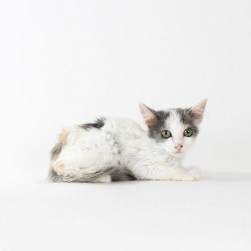 Enlarge Nilla Wafer, a Adoptable Domestic Short Hair image 1/1