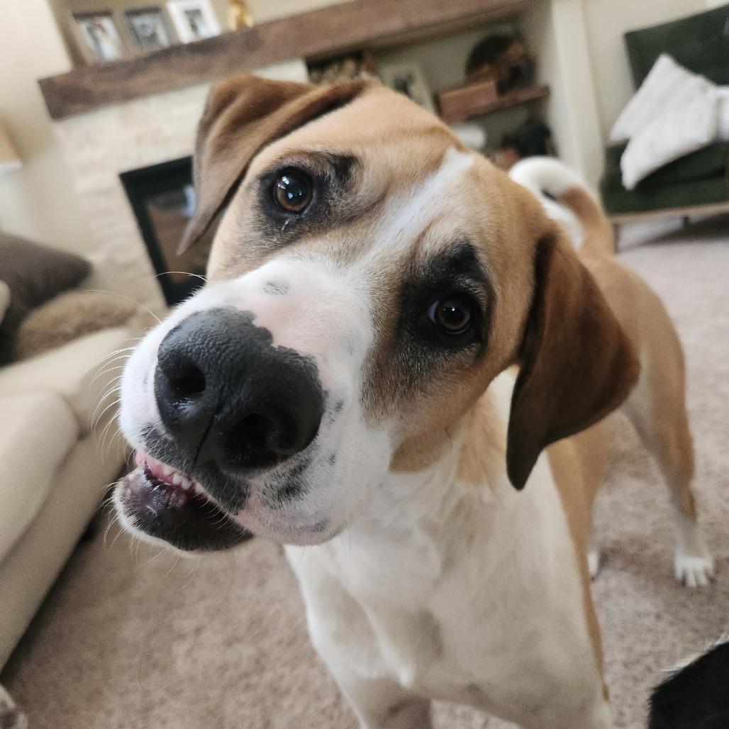 Enlarge Bernard, a Adoptable mixed breed in Colorado Springs, CO image 1/5