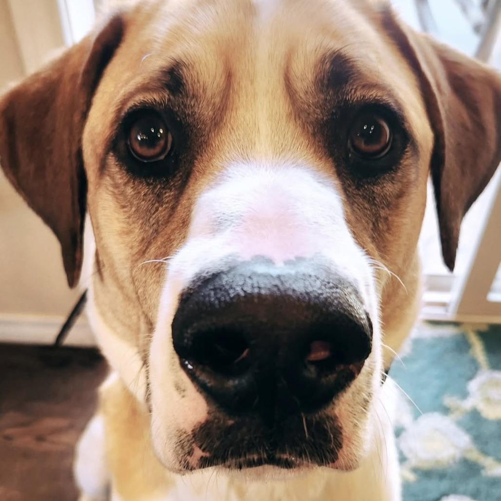 Enlarge Bernard, a Adoptable mixed breed in Colorado Springs, CO image 2/5