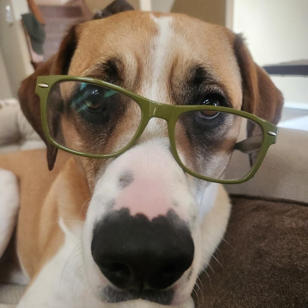 Enlarge Bernard, a Adoptable mixed breed in Colorado Springs, CO image 3/5