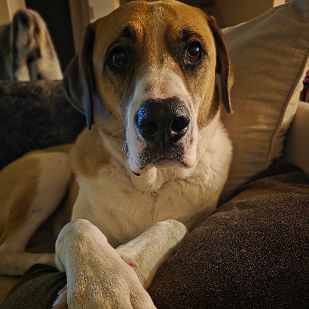 Enlarge Bernard, a Adoptable mixed breed in Colorado Springs, CO image 4/5