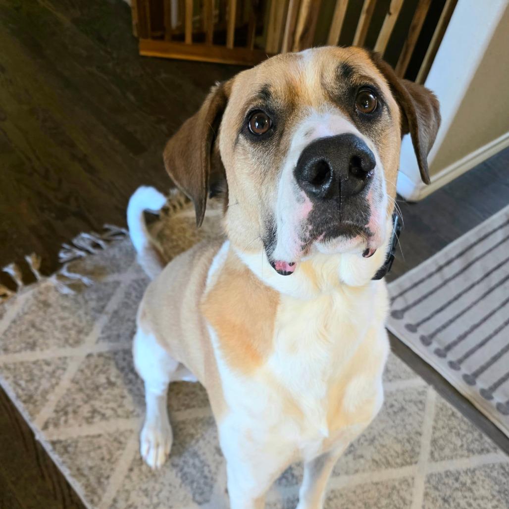 Enlarge Bernard, a Adoptable mixed breed in Colorado Springs, CO image 5/5