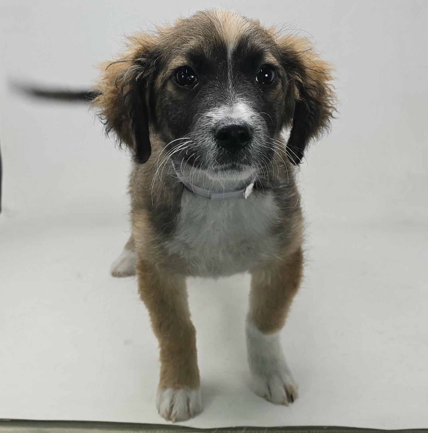 Enlarge Ophelia, a ADOPTABLE mixed breed in Newport, TN image 4/4