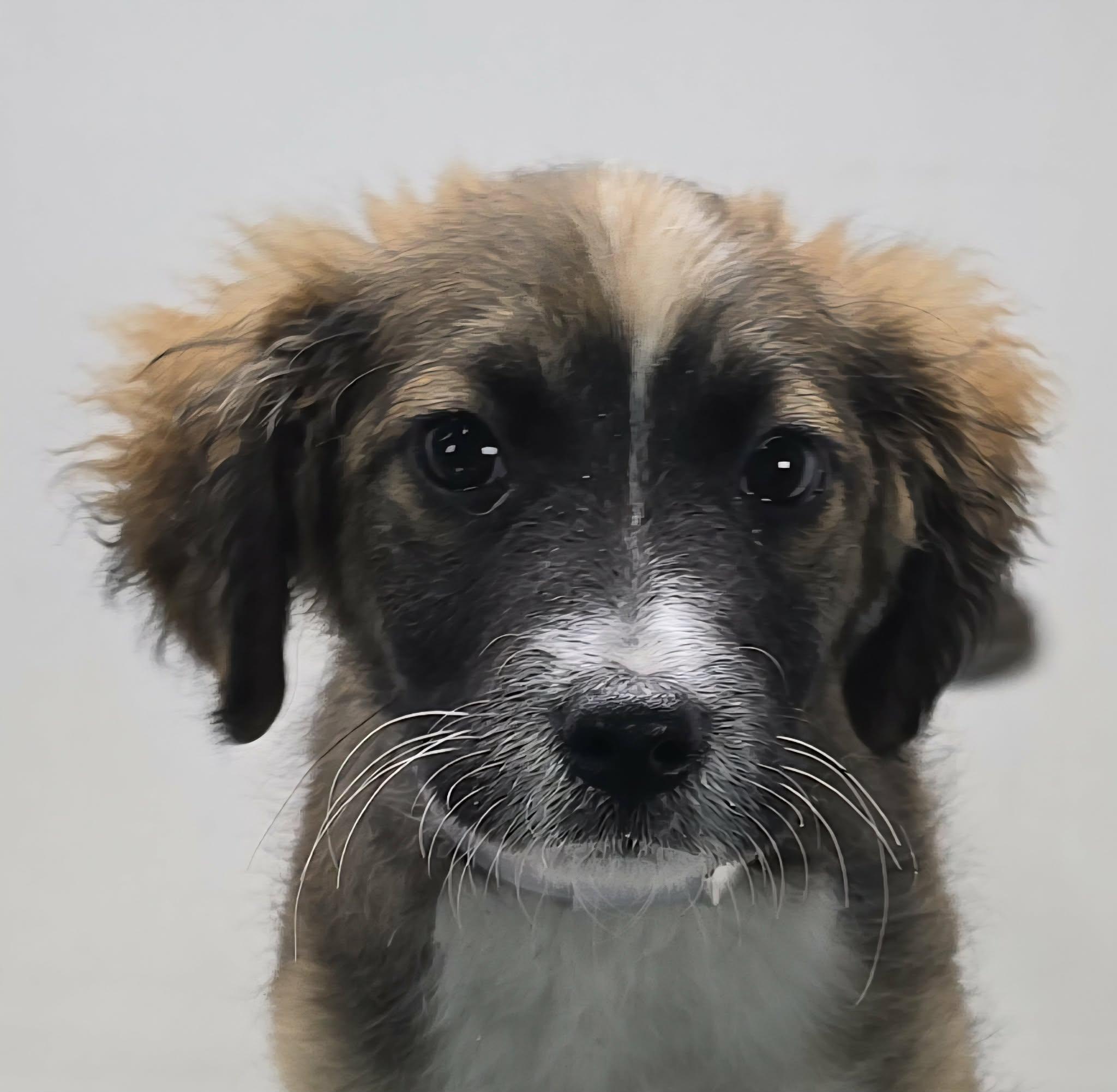 Enlarge Ophelia, a ADOPTABLE mixed breed in Newport, TN image 1/4