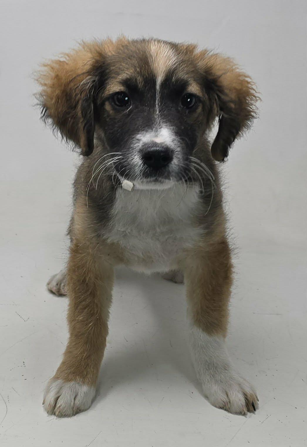 Enlarge Ophelia, a ADOPTABLE mixed breed in Newport, TN image 3/4