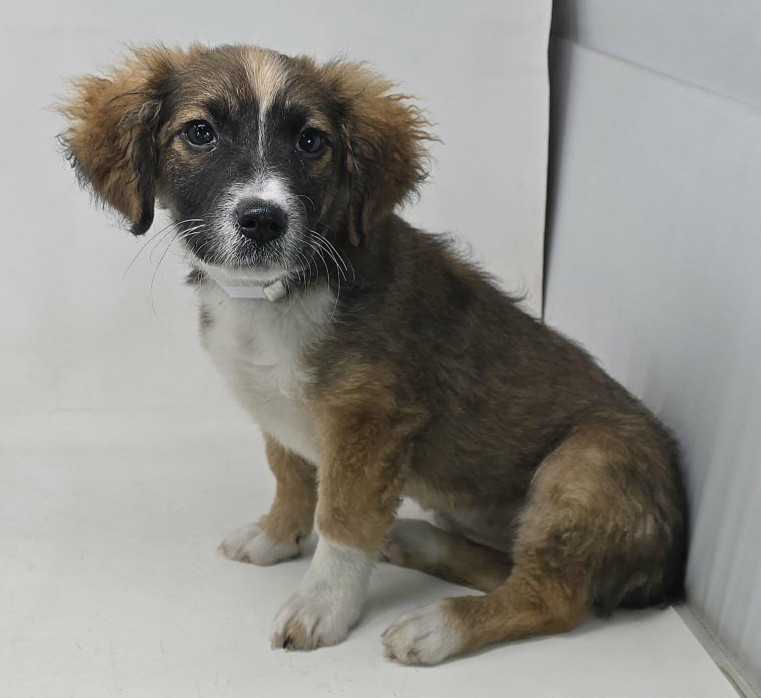 Enlarge Ophelia, a ADOPTABLE mixed breed in Newport, TN image 2/4