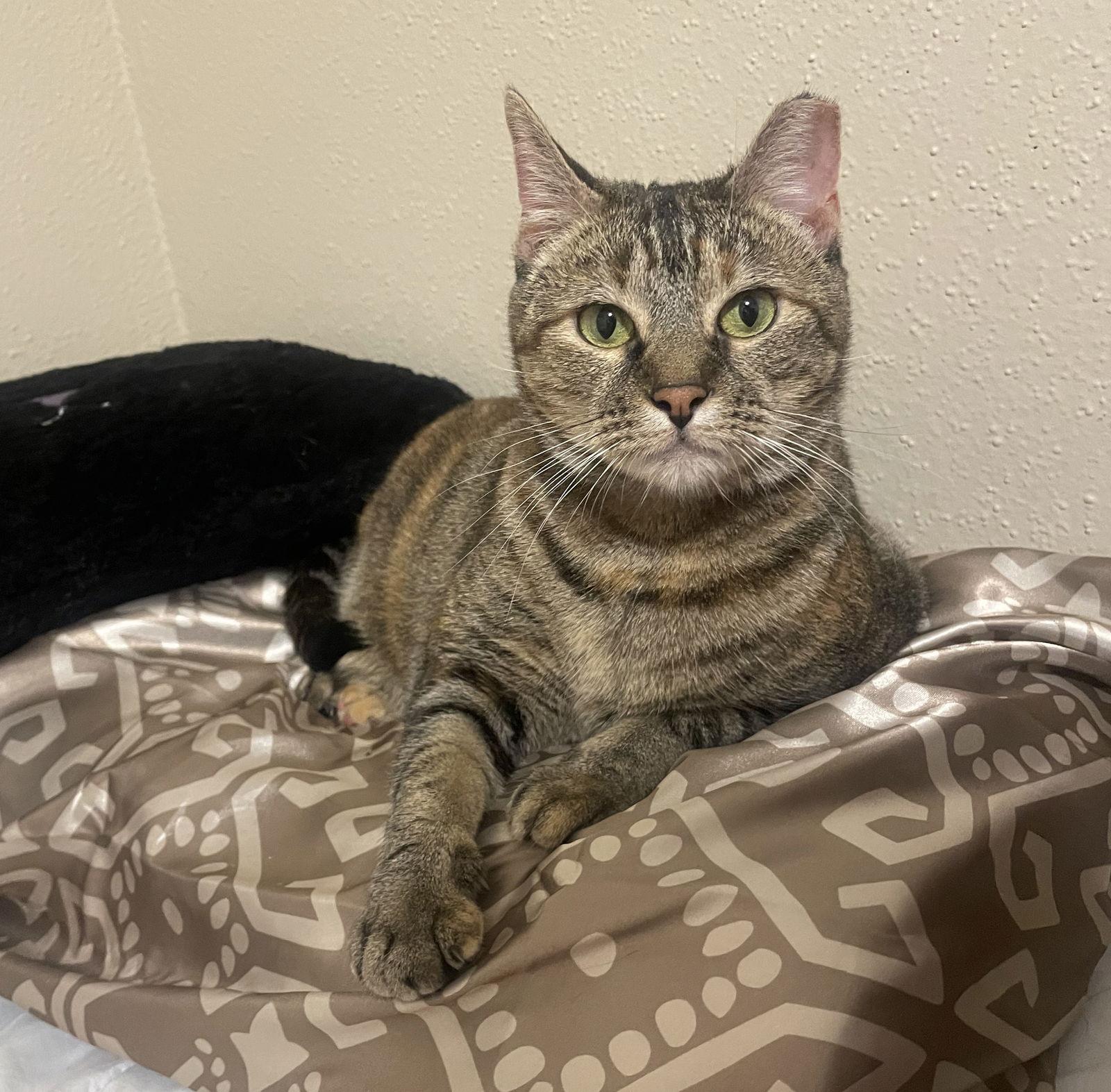 Enlarge Lollis great-playmate-for-kids, a Adoptable mixed breed in Kent, WA image 3/6