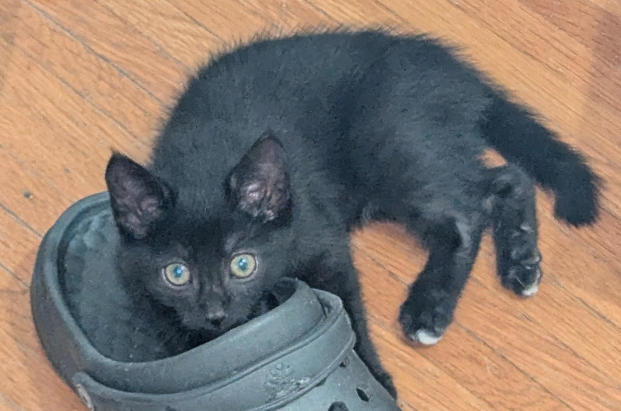Enlarge Kiwi, a ADOPTABLE American Shorthair in Rochester, NY image 1/1