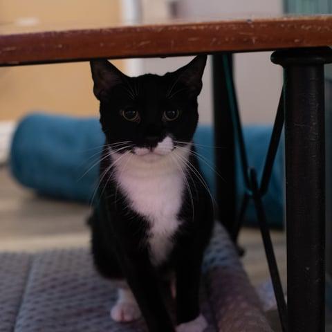 Enlarge Jelly, a Adoptable Domestic Short Hair in Huntington, NY image 1/2