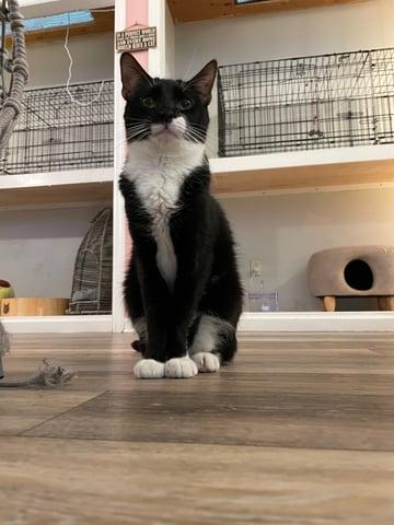 Enlarge Jelly, a Adoptable Domestic Short Hair in Huntington, NY image 2/2