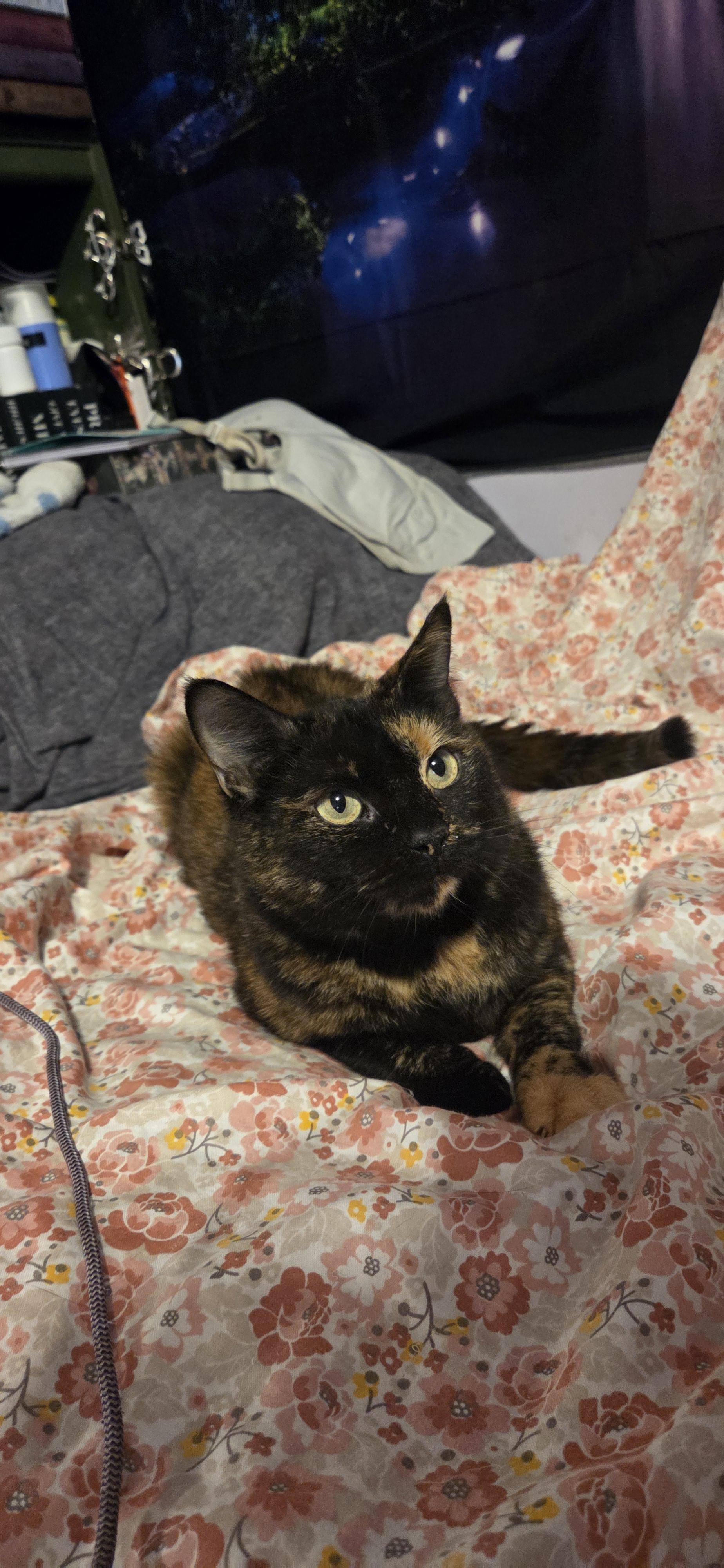 Enlarge Miya, a Adoptable mixed breed in Evansville, IN image 2/3