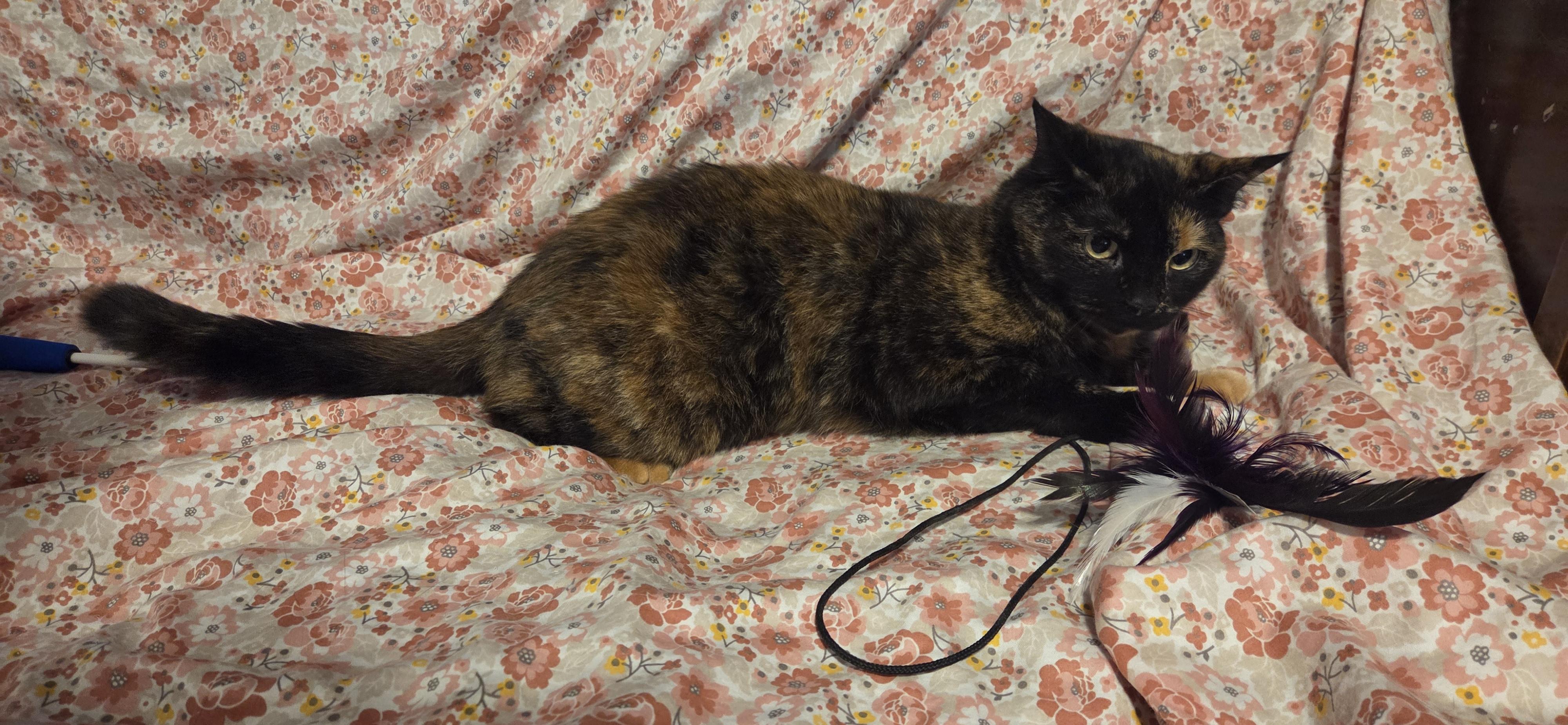 Miya, Adoptable, Adult Female Domestic Short Hair.