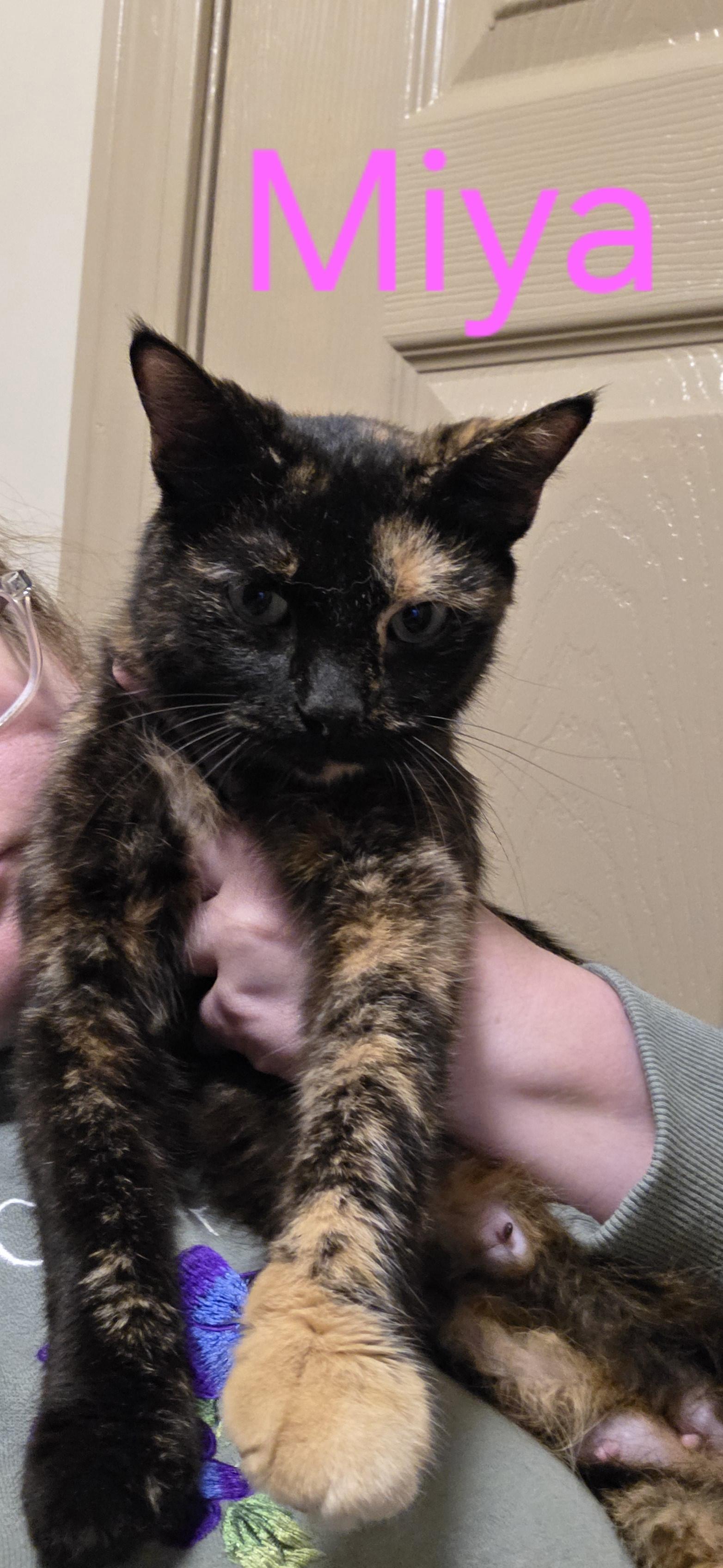 Enlarge Miya, a Adoptable mixed breed in Evansville, IN image 1/1