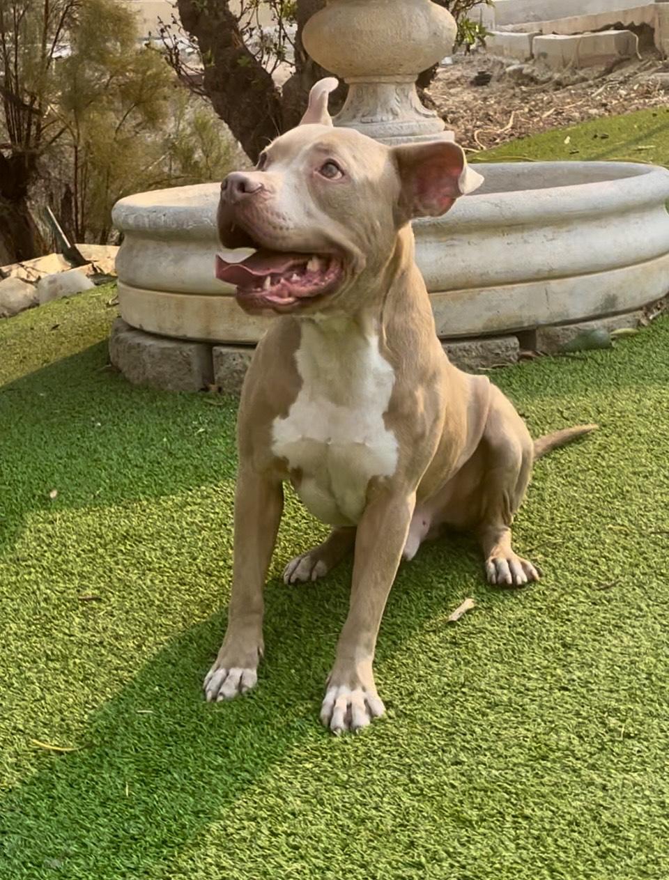 Fabulous Finn, a Adoptable mixed breed in Long Beach, CA image 1/6