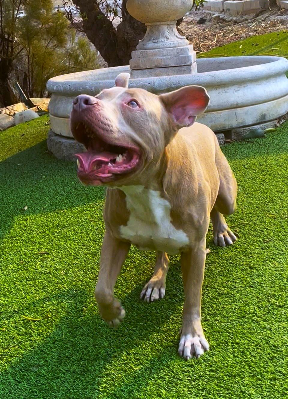 Fabulous Finn, a Adoptable mixed breed in Long Beach, CA image 6/6