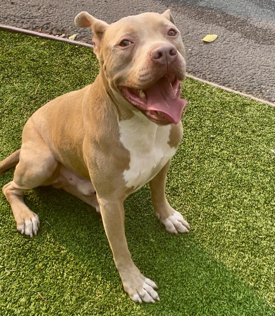 Fabulous Finn, a Adoptable mixed breed in Long Beach, CA image 4/6