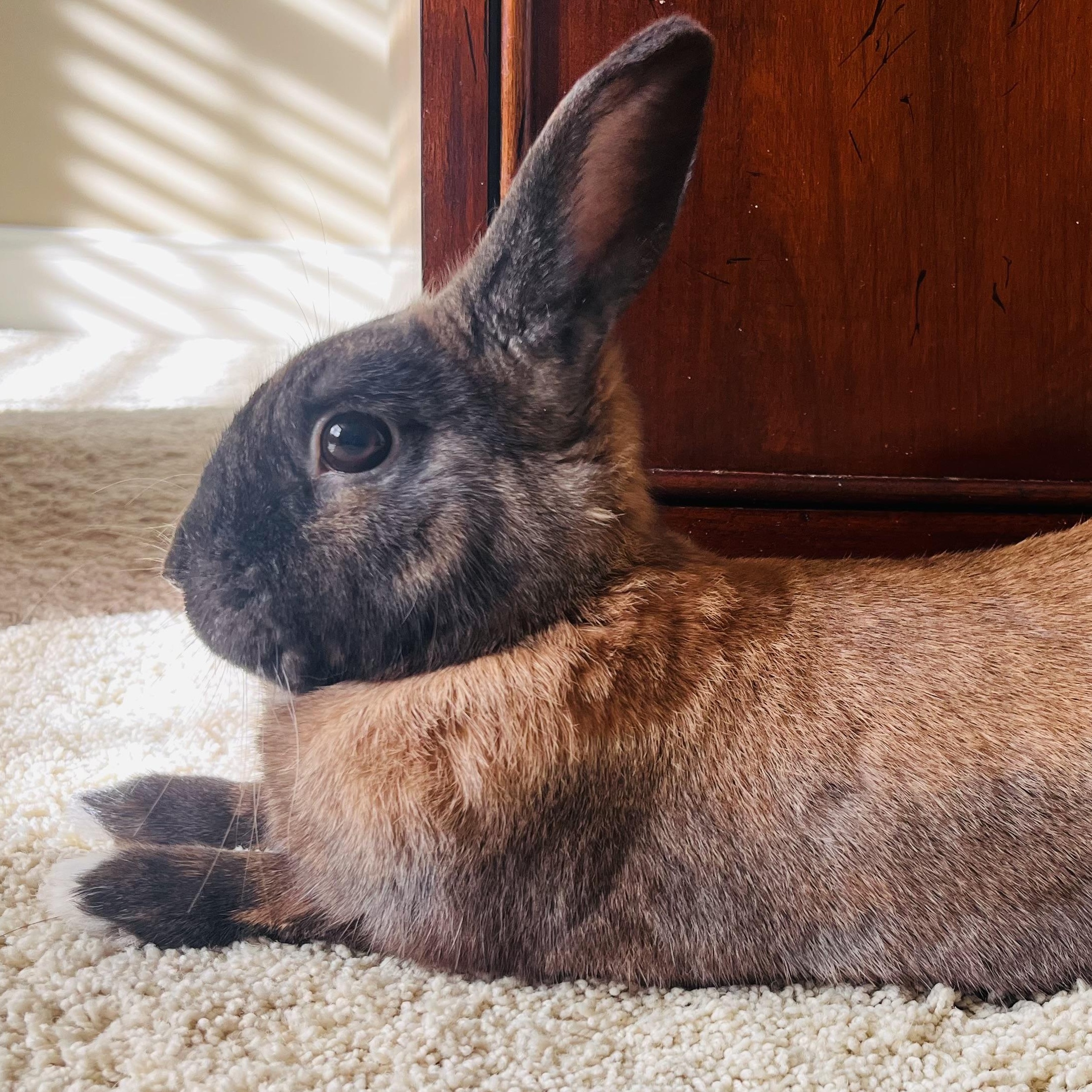 Enlarge Turbo, a Adoptable mixed breed in Waterloo, SC image 3/5