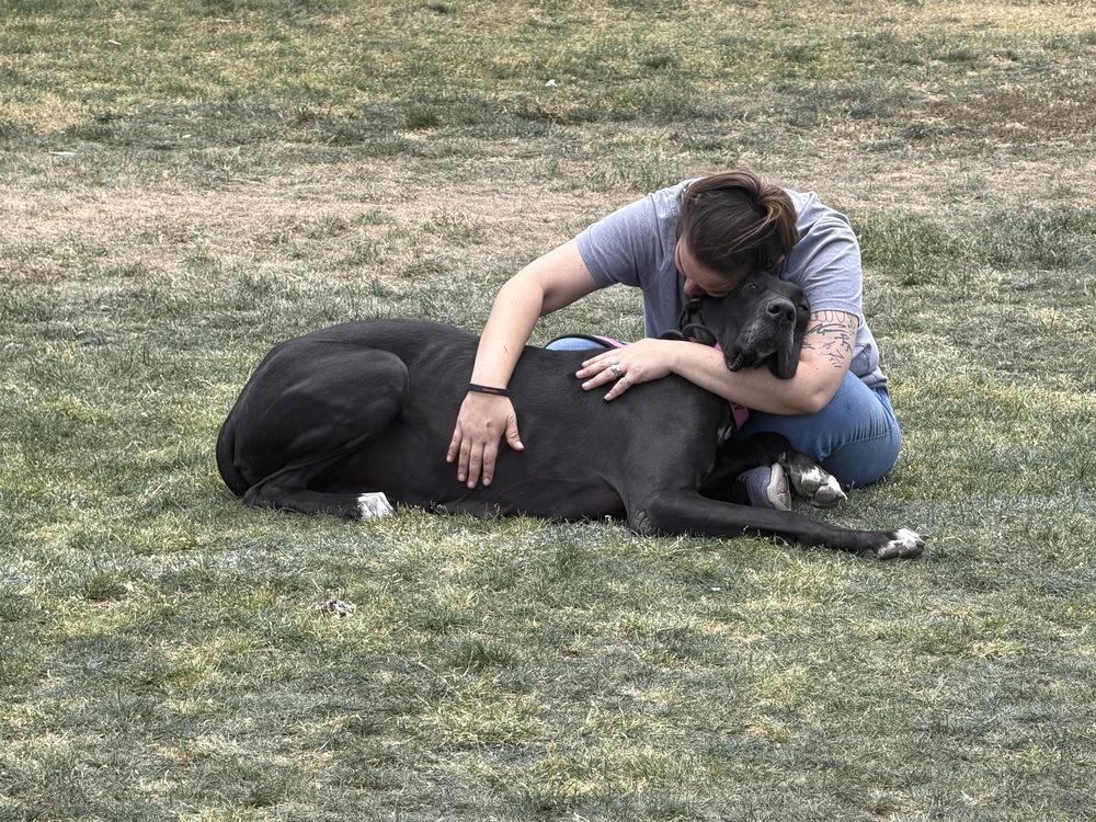 Maya, a Adoptable Great Dane in Canyon Country, CA image 1/6