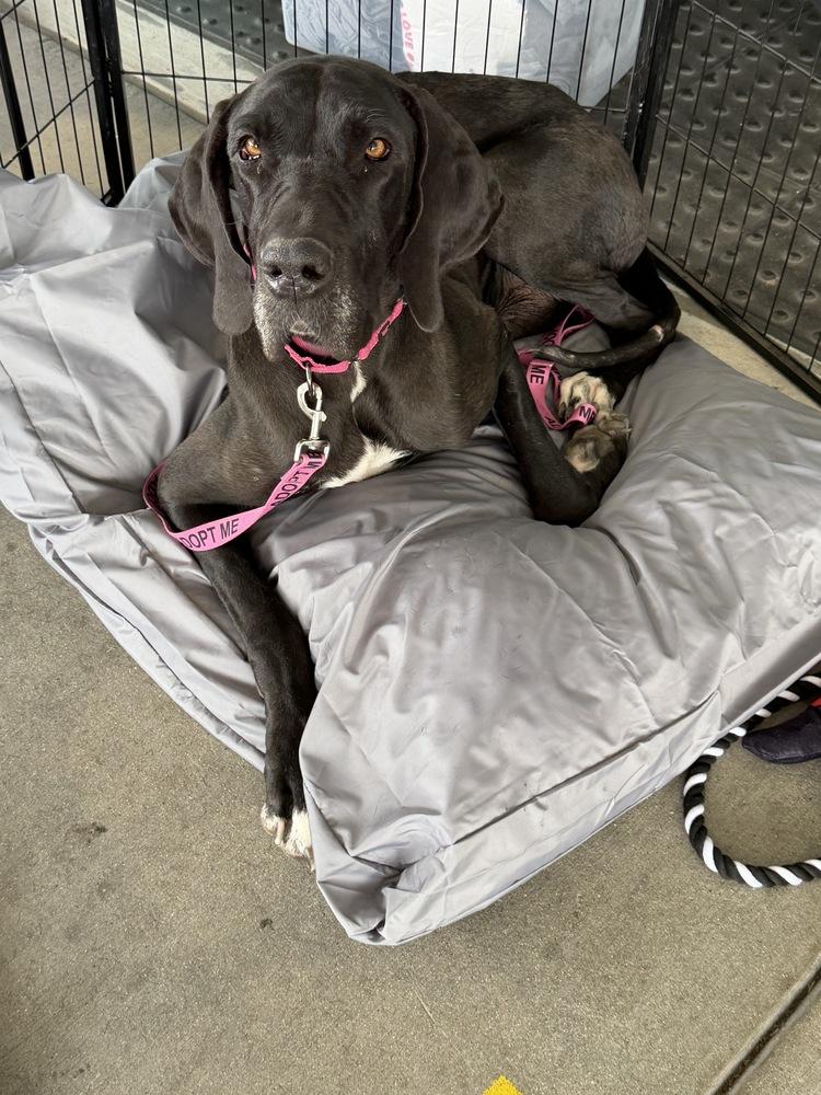 Maya, a Adoptable Great Dane in Canyon Country, CA image 2/6