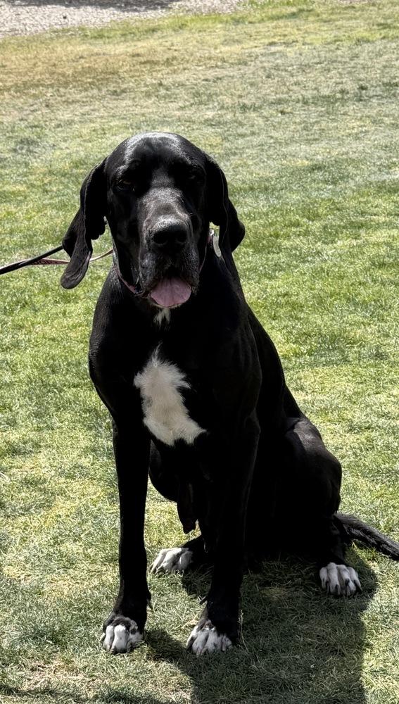 Maya, a Adoptable Great Dane in Canyon Country, CA image 3/6