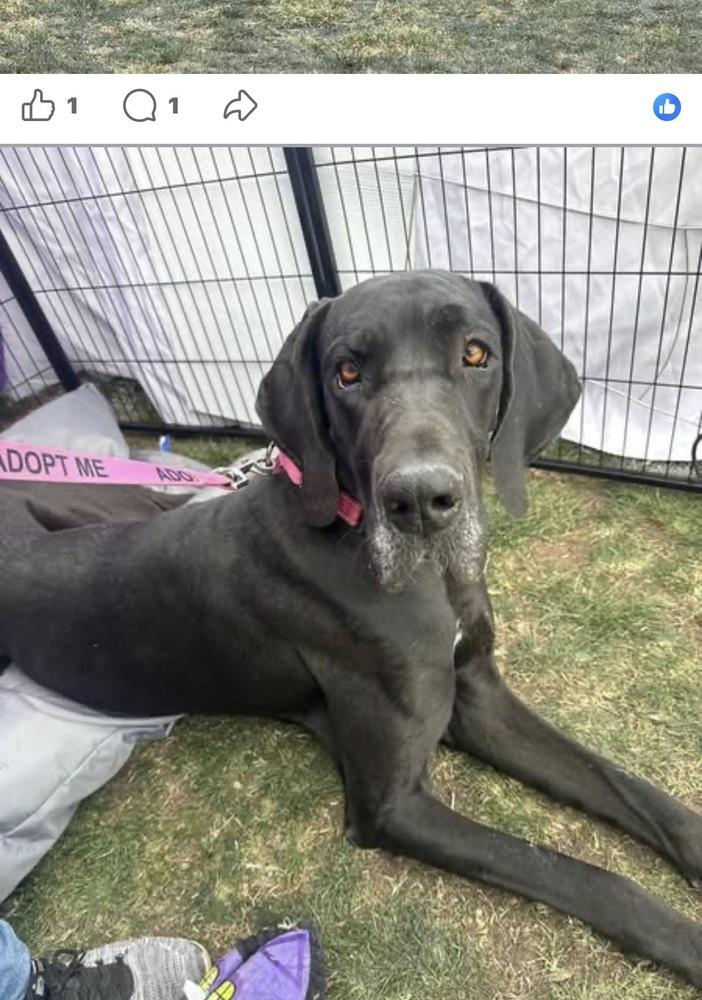 Maya, a Adoptable Great Dane in Canyon Country, CA image 4/6