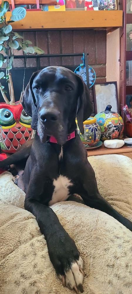 Maya, a Adoptable Great Dane in Canyon Country, CA image 5/6