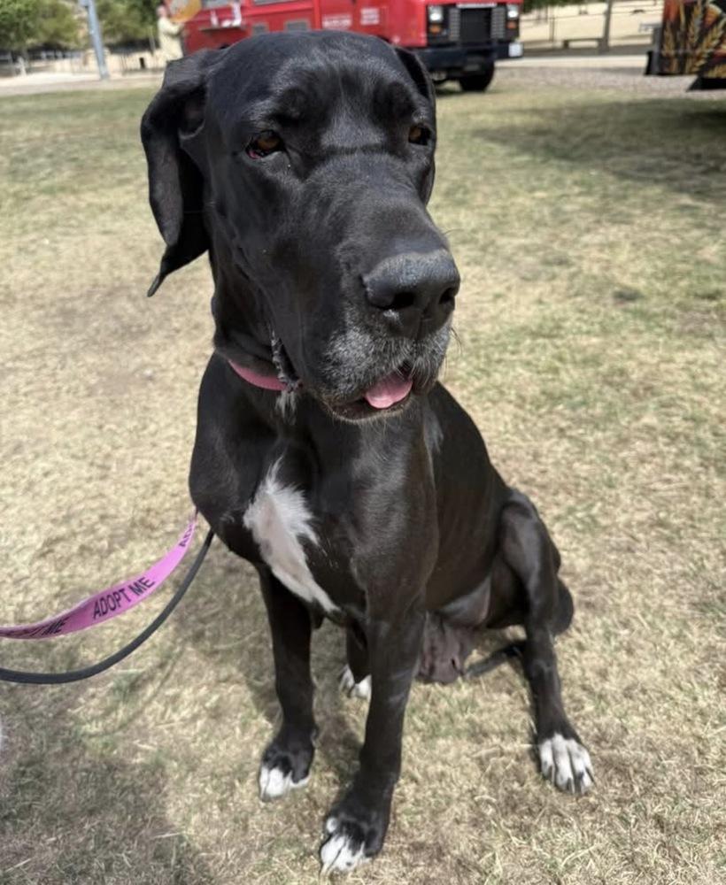 Maya, a Adoptable Great Dane in Canyon Country, CA image 6/6