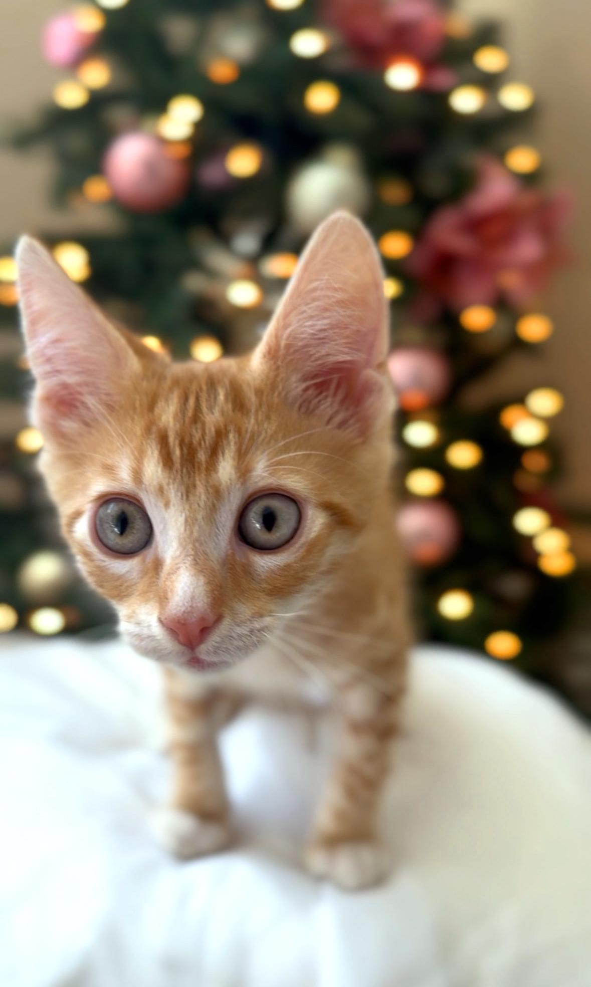 Max, Adoptable, Kitten Male Domestic Short Hair & Tiger.