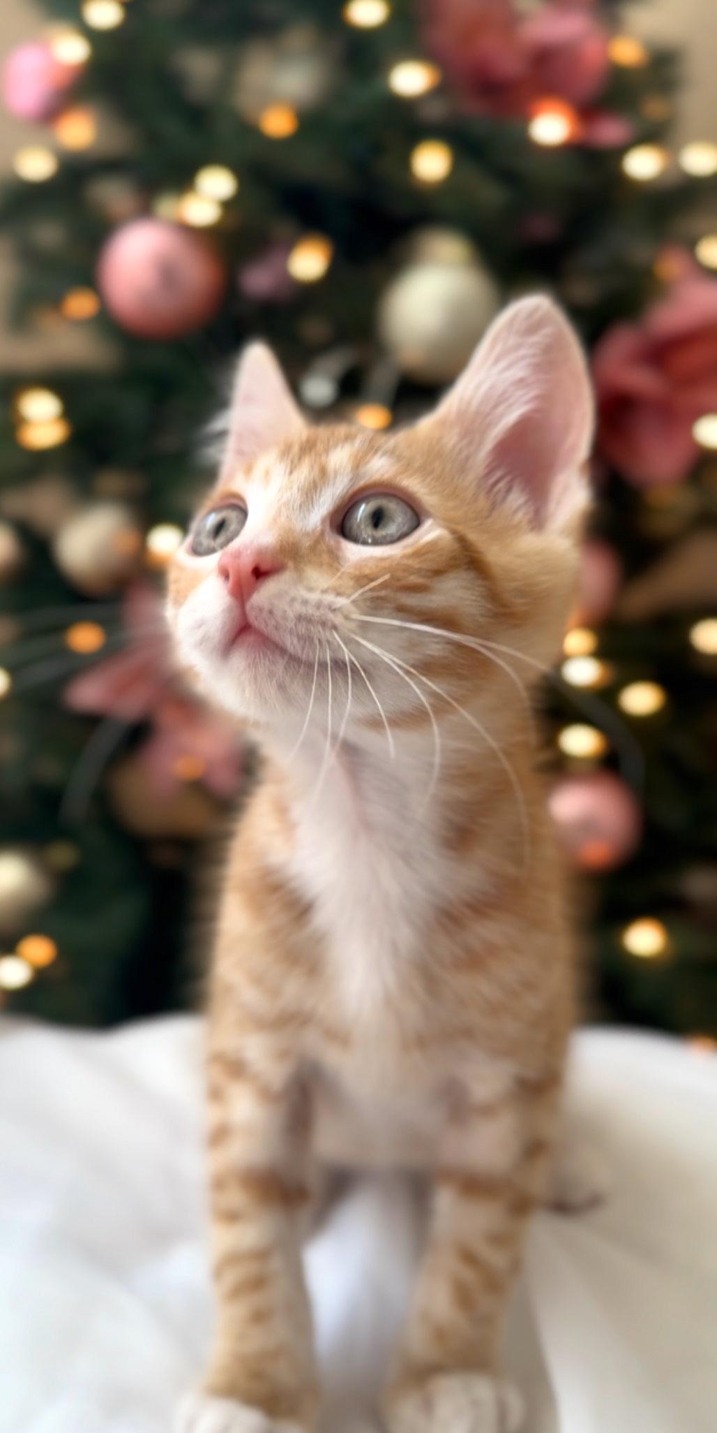 Max, a Adoptable mixed breed in Lake Monroe, FL image 2/2