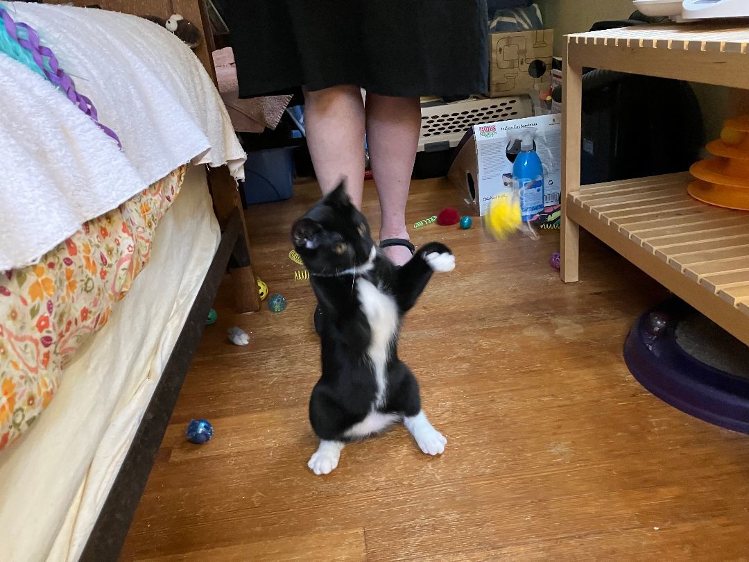 Rose (and sisters), Adopted, Kitten Female Domestic Short Hair.