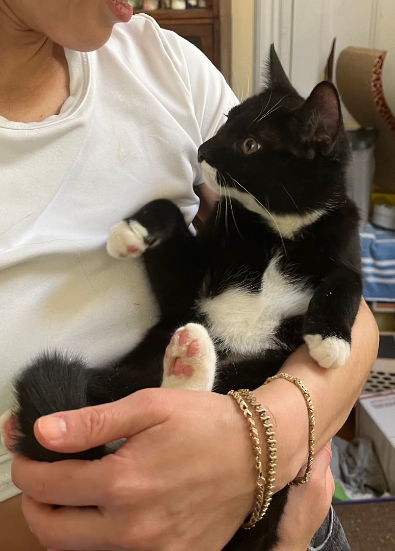 Enlarge Rose (and sisters), a Adopted Domestic Short Hair in Jersey City, NJ image 2/8