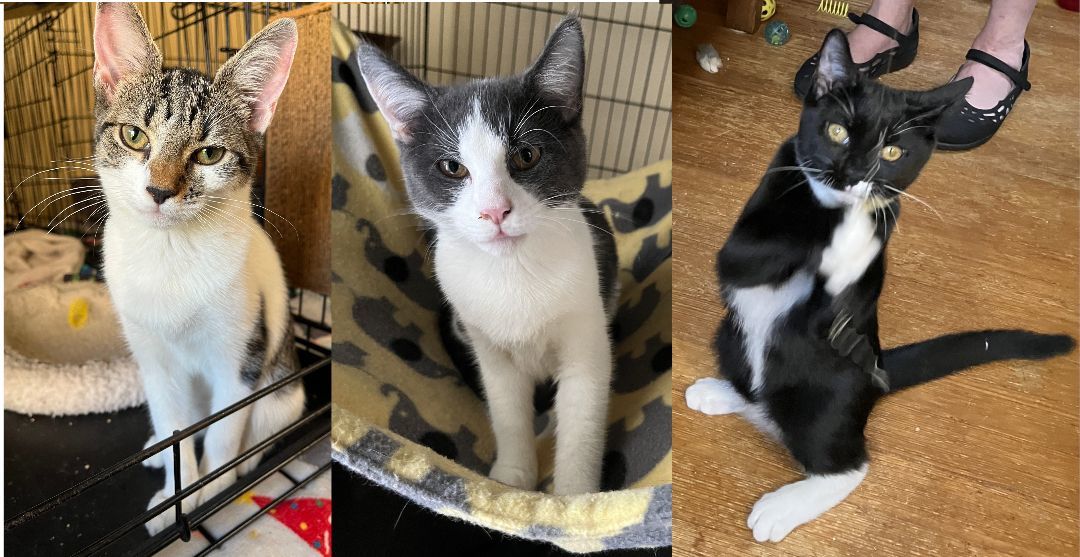 Enlarge Rose (and sisters), a Adopted Domestic Short Hair in Jersey City, NJ image 4/8