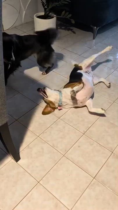 Enlarge Zukie - The Cutie, a Adoptable mixed breed in CHARLOTTE, NC video 6/6