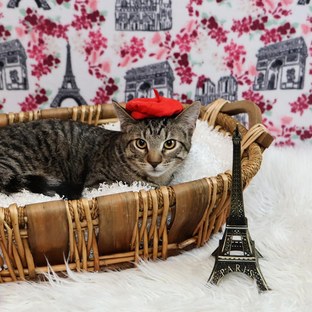 Croissant, Adoptable, Adult Male Domestic Short Hair.