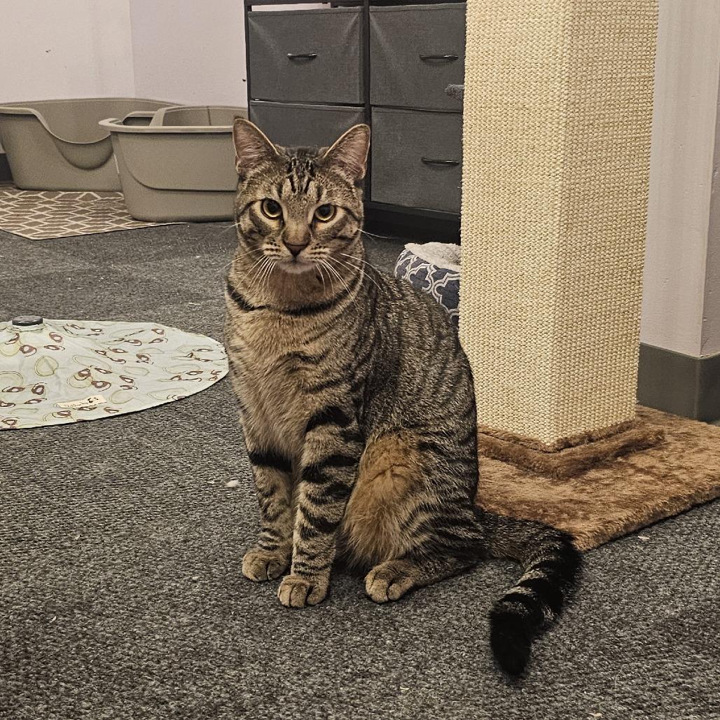 Croissant, Adoptable, Adult Male Domestic Short Hair.