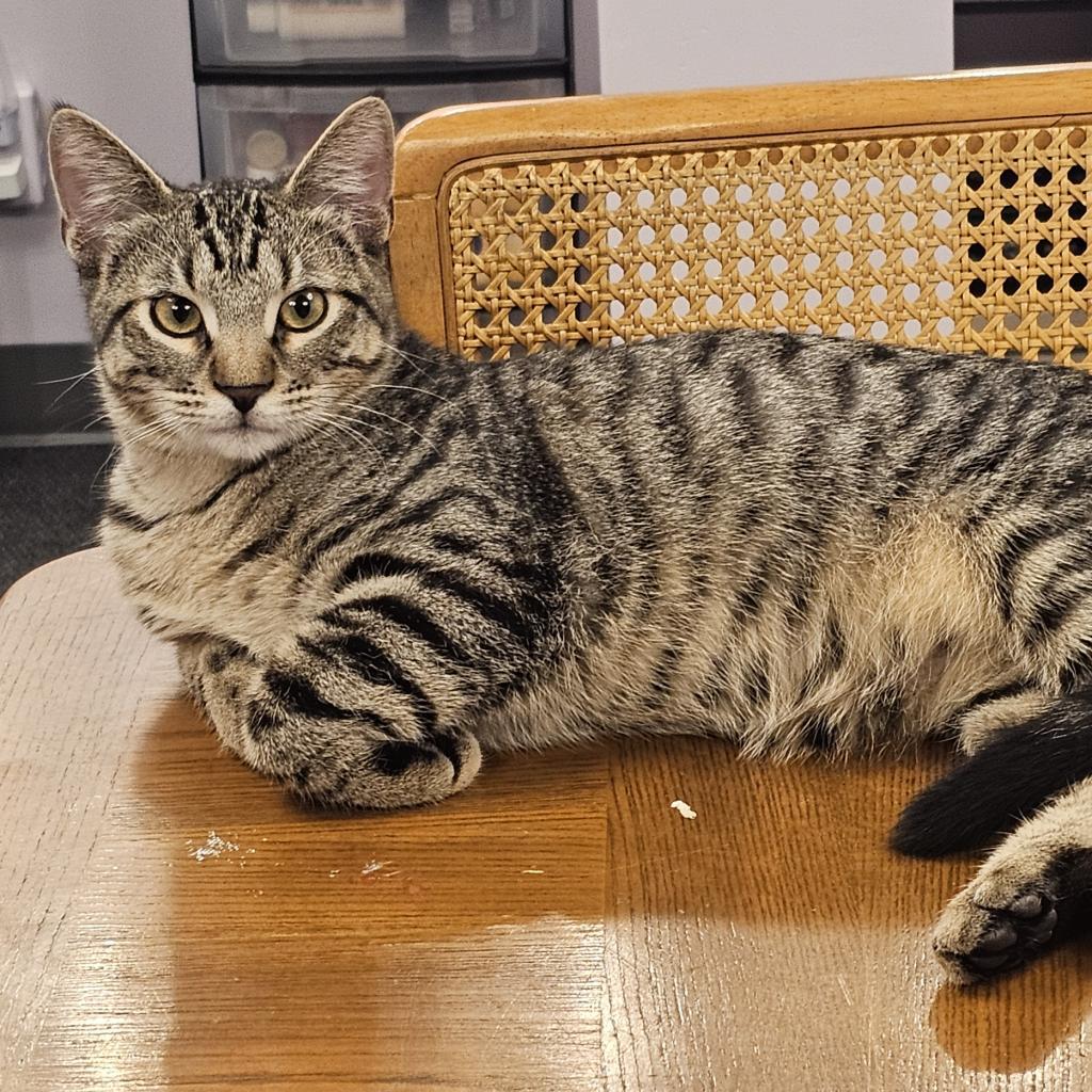 Croissant, a Adoptable Domestic Short Hair in FAIRWAY, KS image 2/6