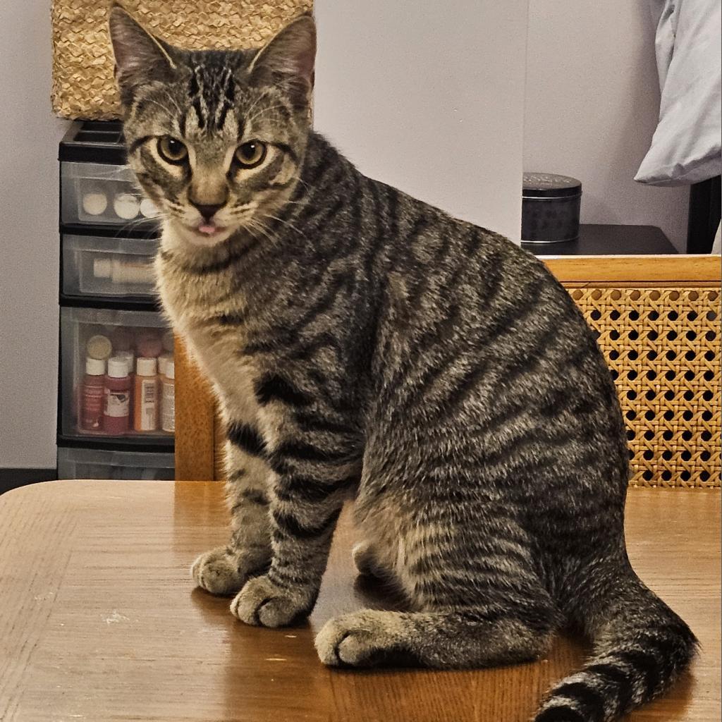 Croissant, a Adoptable Domestic Short Hair in FAIRWAY, KS image 3/6