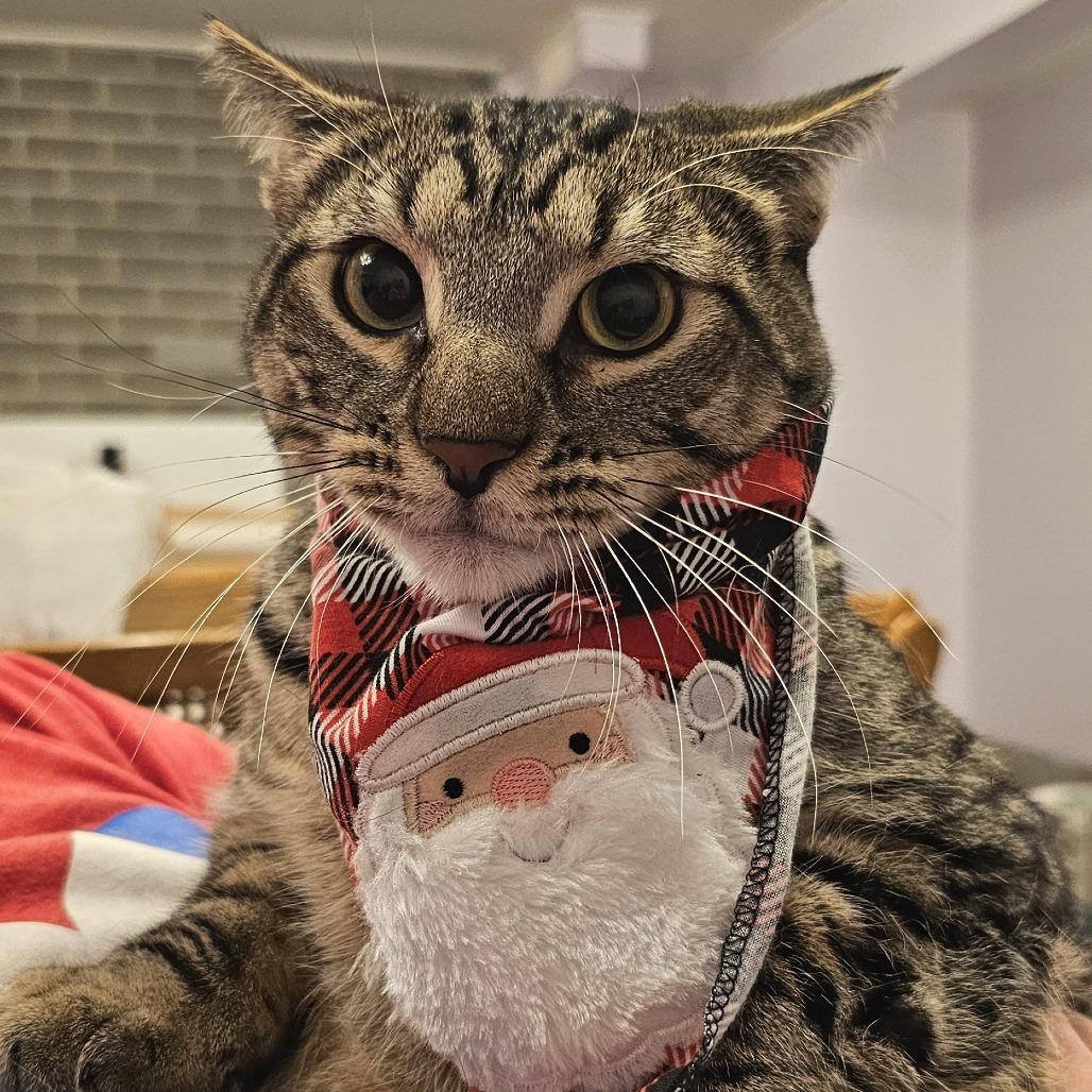 Croissant, a Adoptable Domestic Short Hair in FAIRWAY, KS image 4/6