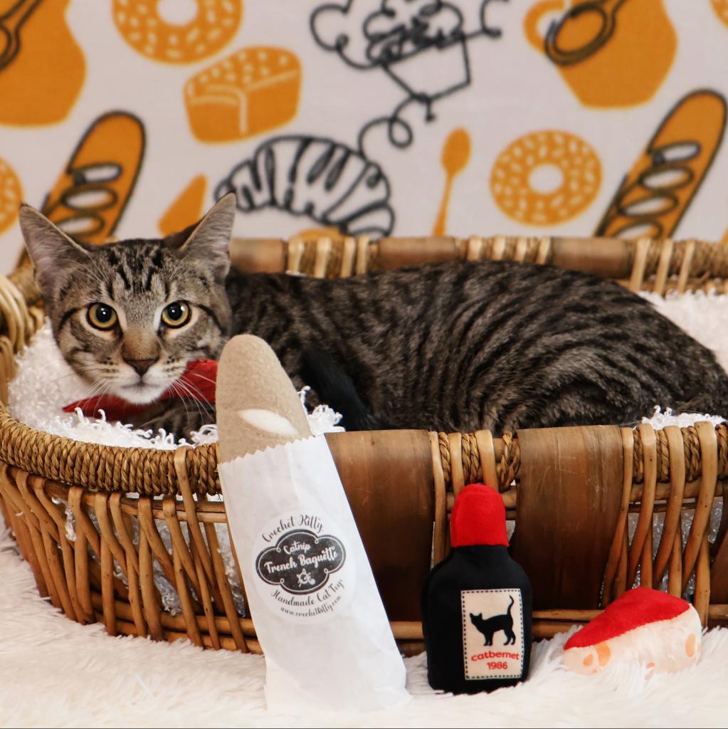 Croissant, a Adoptable Domestic Short Hair in FAIRWAY, KS image 3/6