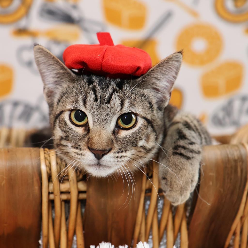 Croissant, a Adoptable Domestic Short Hair in FAIRWAY, KS image 4/6